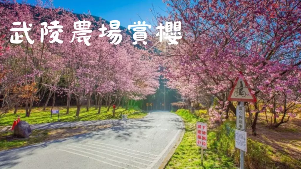 2023台灣櫻花季
