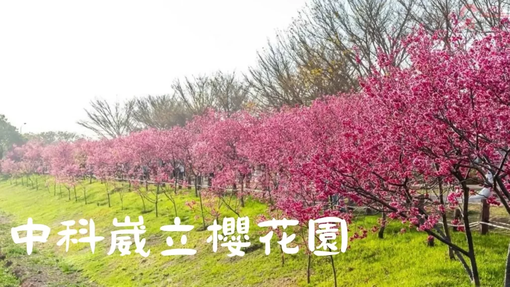 2023台灣櫻花季